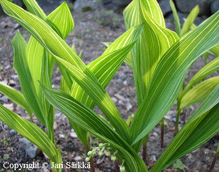 Kielo - konvalje, liljekonvalj - Convallaria majalis 'Albostriata'